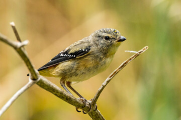 Female Spotted Pardalote in Victoria, Australia