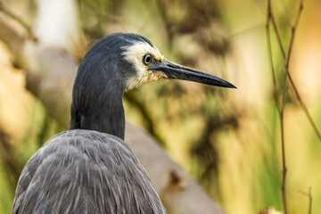 White-faced Heron in Victoria, Australia