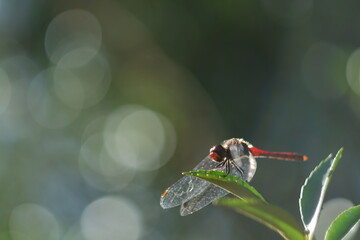 葉っぱに止まっている赤とんぼと余白に大きな玉ボケ