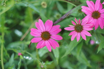 Obraz premium ピンク色のエキナケア