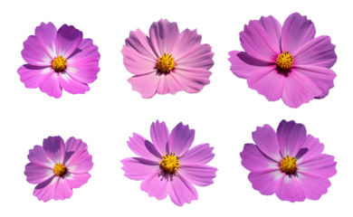 コスモスの花（Cosmos flower）