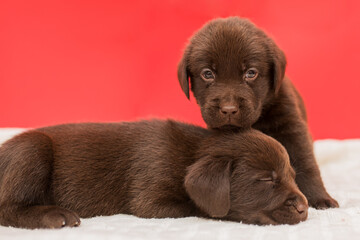 two little cute chocolate labrador puppies on a red background