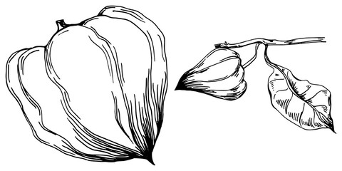 Vector physalis summer. Isolated botanical flower, leaves. Black and white engraved sketch ink art. Leaf plant botanical garden floral foliage. Wildflower drawing leaf illustration element.