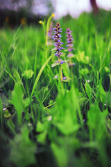 Plants and flowers macro. Detail of petals and leaves at sunset. Natural nature background.