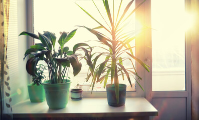 Houseplants leaves and flowers in pots by the window. transplanting plants.