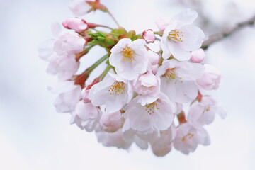 Fototapeta na wymiar 桜のアップ｜白背景