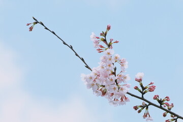 	ソメイヨシノのアップと青空