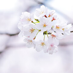 桜のアップ｜白背景