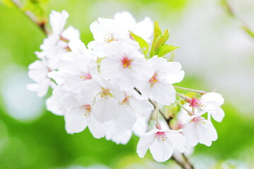 桜のアップ｜緑背景