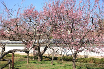 春の訪れ、梅が咲く水戸弘道館