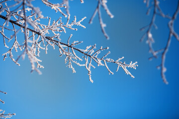 Winter landscape. Trees and plants covered with snow. The beauty of snow covered paths. Snowfall and cooling in tourist areas.