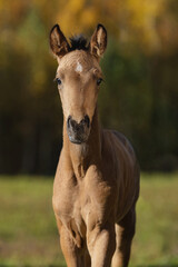 Andalusian breed foal in autumn