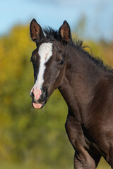 Funny foal sticking out a tongue 