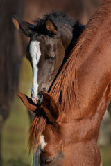 Lovely little foal with a mare in autumn