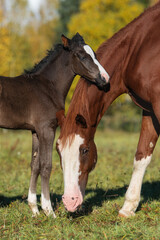 Lovely little foal with a mare in autumn