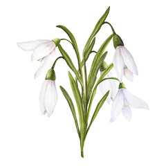 Fototapeta premium Watercolor easter illustration of bouquet of snowdrops isolated on white background