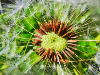 flying seeds of the dandelion plant