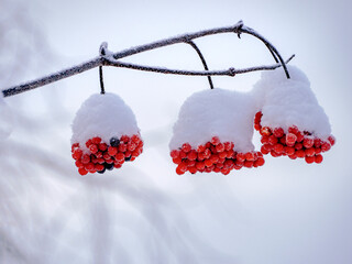 Bright red mountain ash on the background of white snow cover