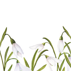 Watercolor easter illustration of bouquet of snowdrops, horizontal banner on white background