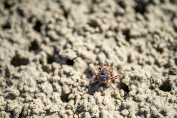 Tasmanian burrowing Southern Soldier crab on a beach close up in australia
