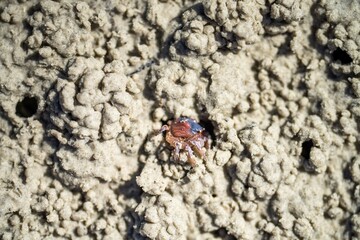 Tasmanian burrowing Southern Soldier crab on a beach close up in australia