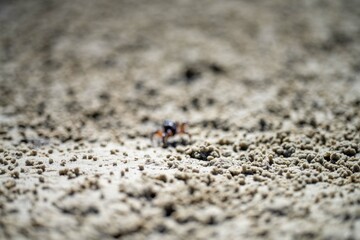 Tasmanian burrowing Southern Soldier crab on a beach close up in australia