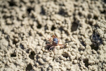 Tasmanian burrowing Southern Soldier crab on a beach close up in australia