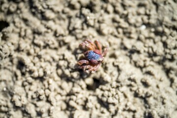 Tasmanian burrowing Southern Soldier crab on a beach close up in australia
