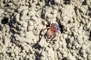 Tasmanian burrowing Southern Soldier crab on a beach close up in australia