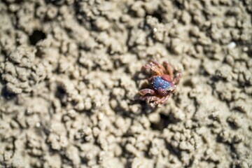 Tasmanian burrowing Southern Soldier crab on a beach close up in australia