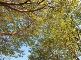 tree branch view  Taken from the bottom corner of the lush green branches.  contrast with the bright blue sky  suitable for background