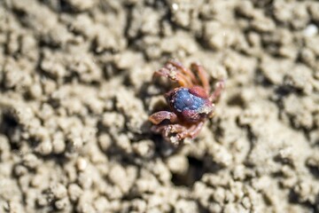 Tasmanian burrowing Southern Soldier crab on a beach close up in australia