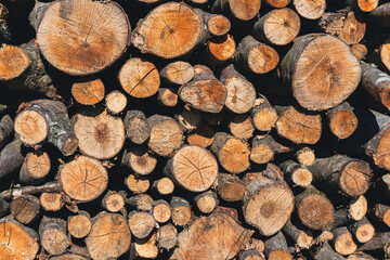 Tree trunks as a background.