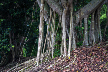 Ficus tree in natural conditions with giant aerial roots, with gracefully drooping branchlets. The bark of the trunk is light gray and smooth. The plant is surrounded by tropical greenery.