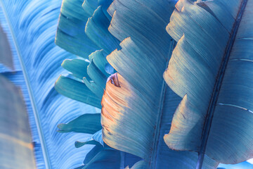 Obraz premium Ravenala madagascariensis, commonly known as the traveller's palm, from Madagascar. Tropical leaves with a blue filter. Close-up of leaf details, background.