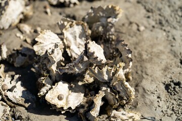 oysters on the beach. growing oyster on a sand beach in tasmania australia
