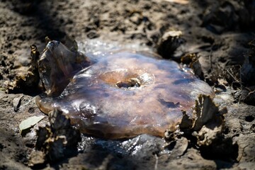 australian jellyfish washed up on a beach in tasmania
