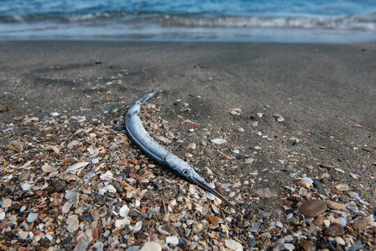 A dead Gar fish washed up on the beach of the Black Sea in Bulgaria.