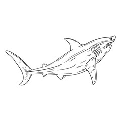 Hand drawing style of shark vector. Suitable for animal, wild life, sea creature icon or as kids coloring books.
