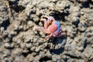 Tasmanian burrowing Southern Soldier crab on a beach close up in australia in summer