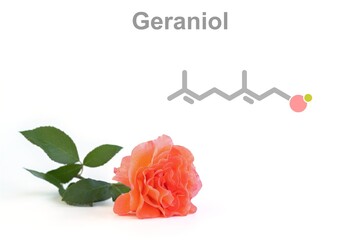 Simplified formula icon of geraniol. Component of rose scent.