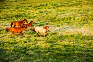 Obraz na płótnie Canvas herd of horses in field