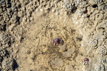 Tasmanian burrowing Southern Soldier crab on a beach close up in australia in summer