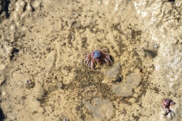 Tasmanian burrowing Southern Soldier crab on a beach close up in australia in summer