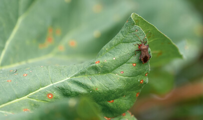 Stinky bug on a leaf