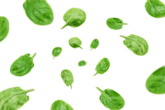 Falling Spinach isolated on white background, selective focus