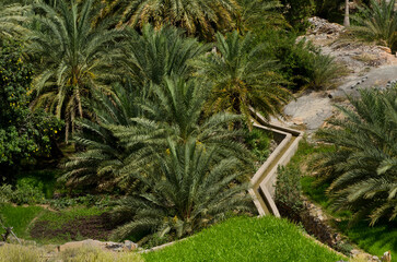 Traditional Aflaj Irrigation System in a date palm garden near Muscat, Oman, Middle East - obrazy, fototapety, plakaty