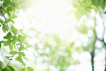 Obraz premium Natural green leaf texture with sun light use for nature background wallpaper cover page 