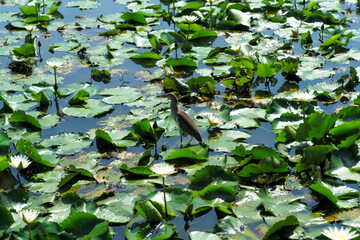 Top view of bird walks on the leaf of water lily and find the food with blurred blossom lily flowers in foreground and background