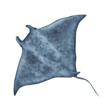 Giant manta ray, sea creature, top view. Hand-drawn watercolor illustration on white background, sea devil in dark blue.